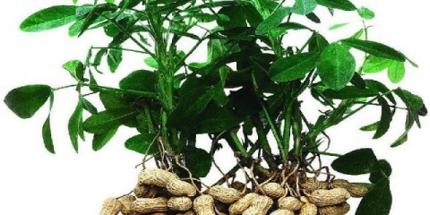 Kikiriki: koristi i štete za organizam